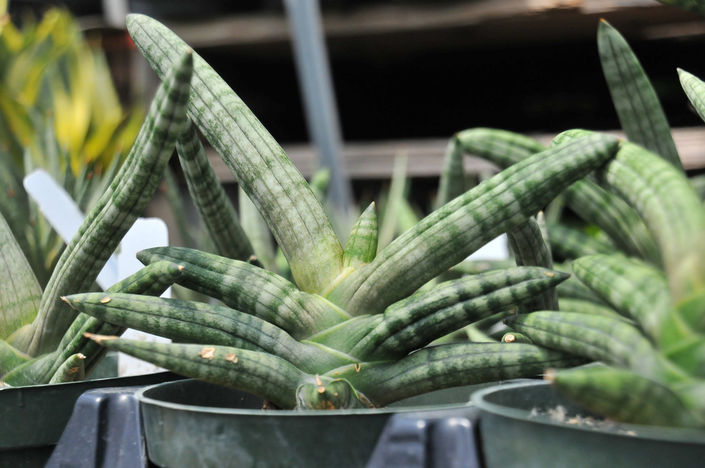 Sansevieria boncel "starfish"