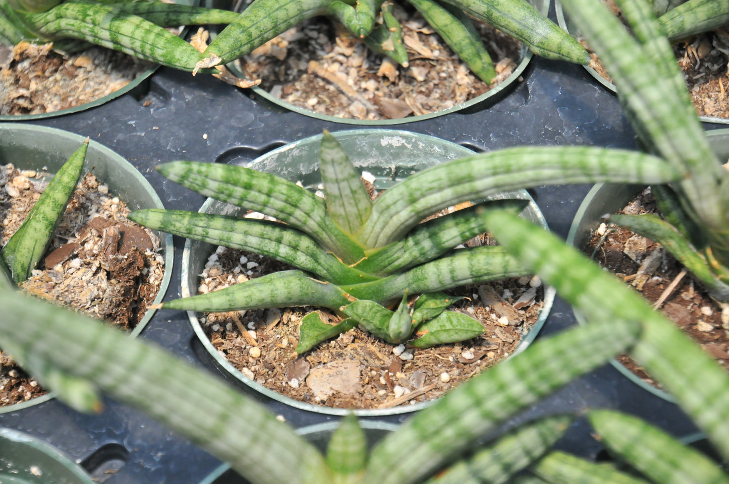 Sansevieria boncel "starfish"
