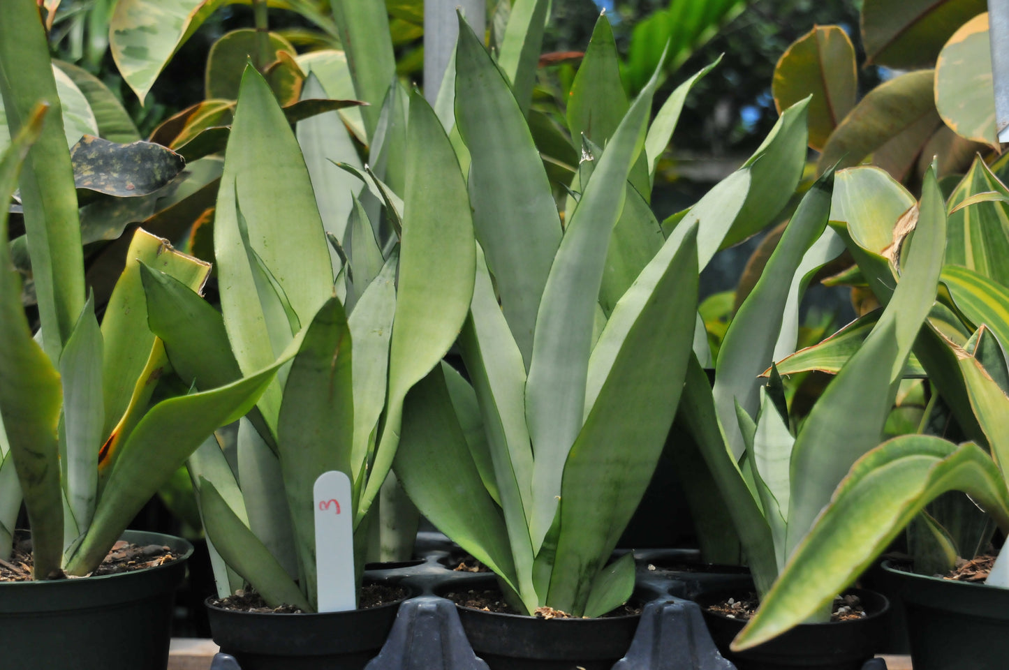 Sansevieria moonshine