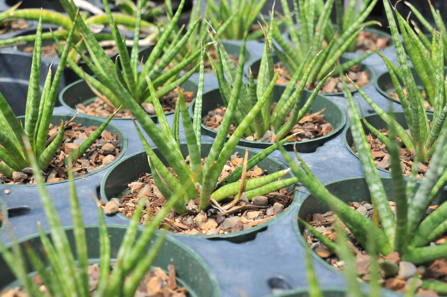 Sansevieria Bunlue Torch