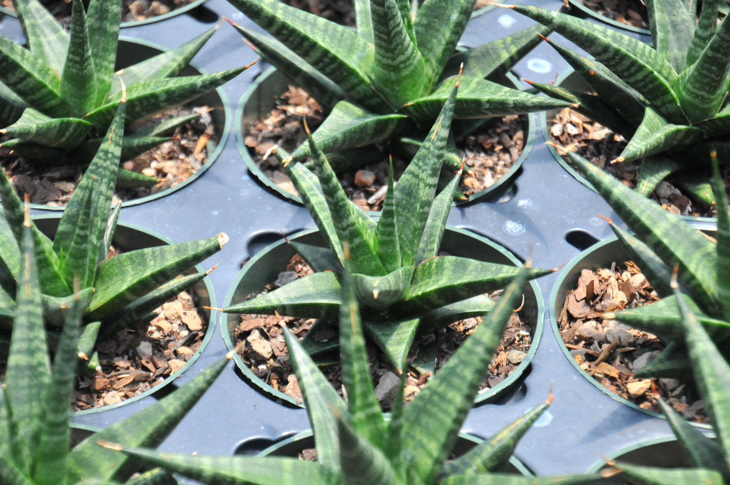 Sansevieria Black Diamond