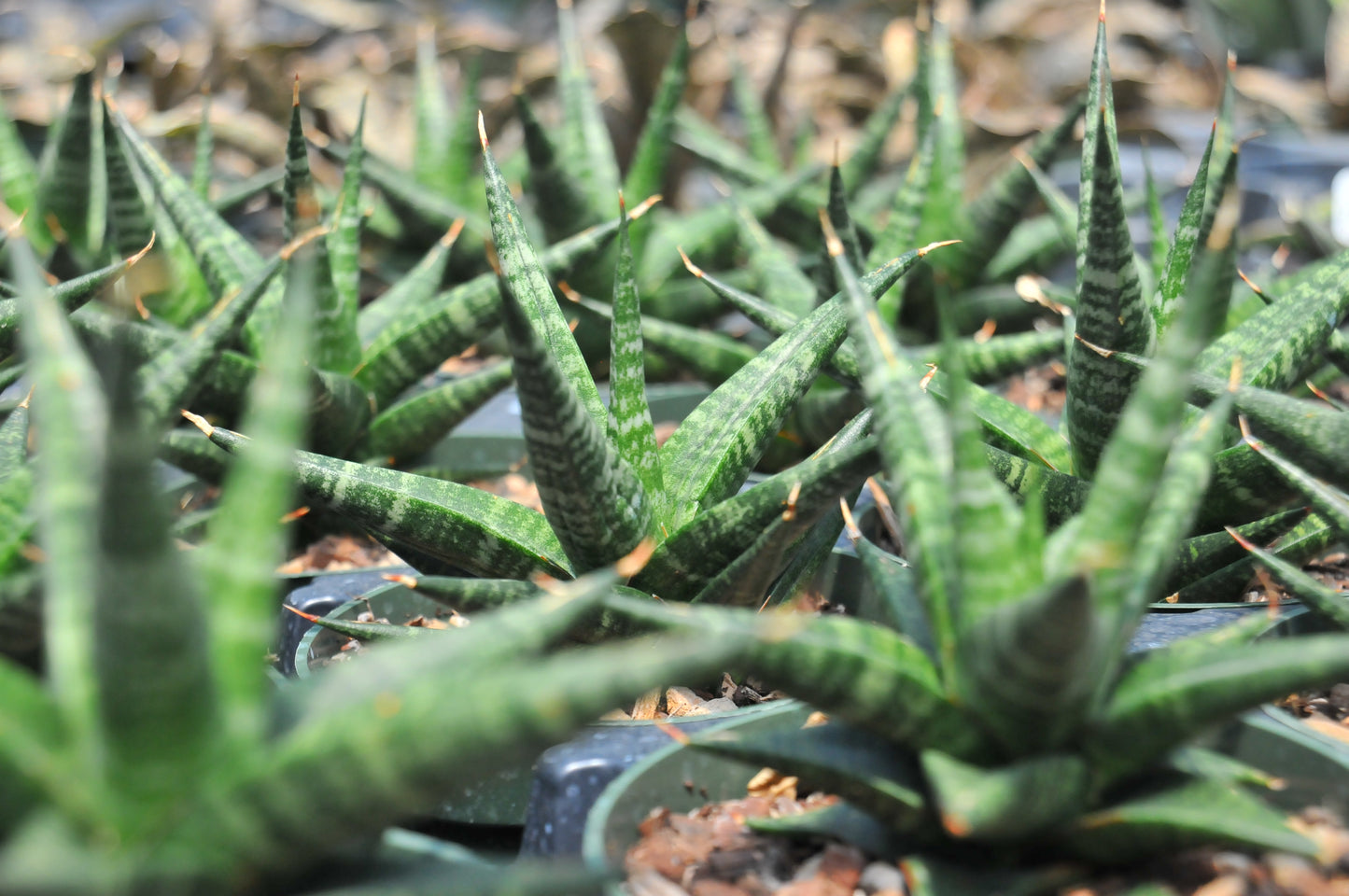 Sansevieria Black Diamond