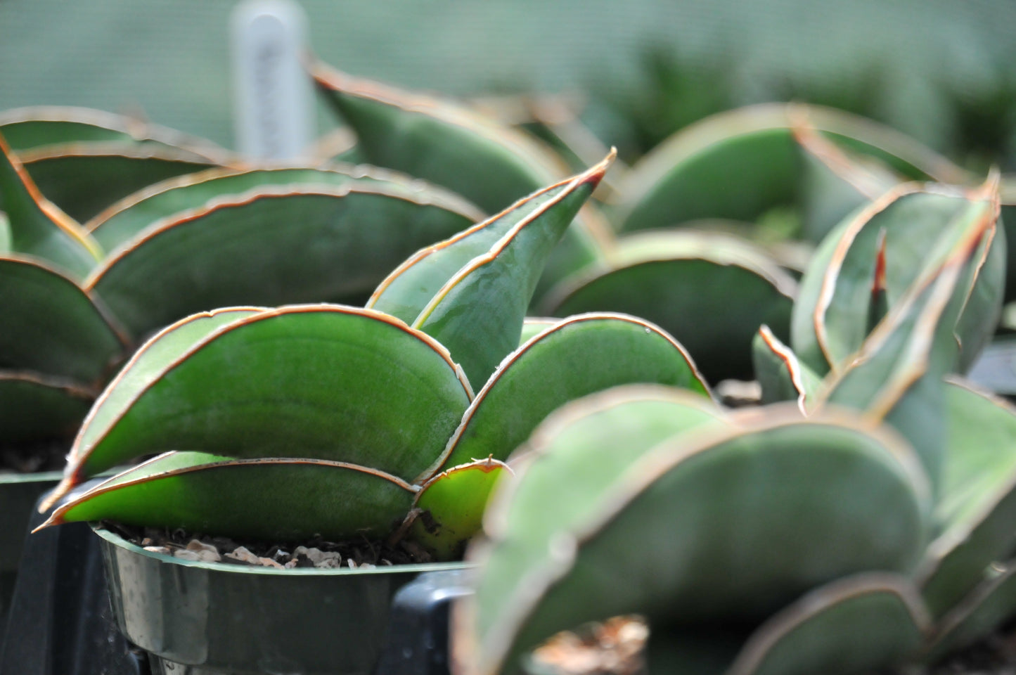 Sansevieria Banana