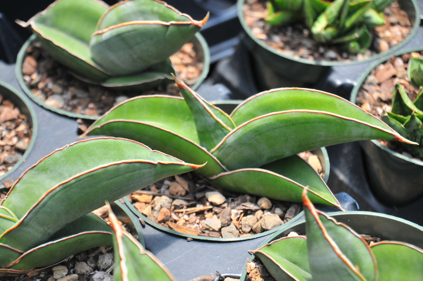 Sansevieria Banana