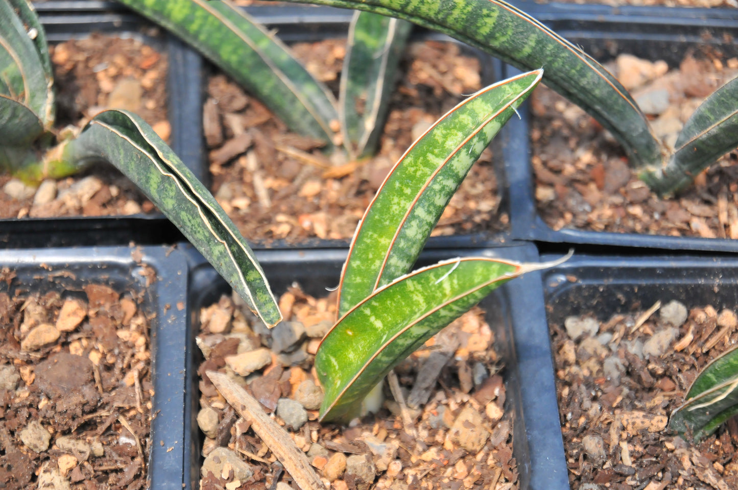 Sansevieria 'Fischeri'