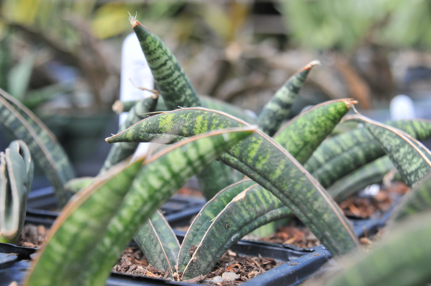 Sansevieria 'Fischeri'
