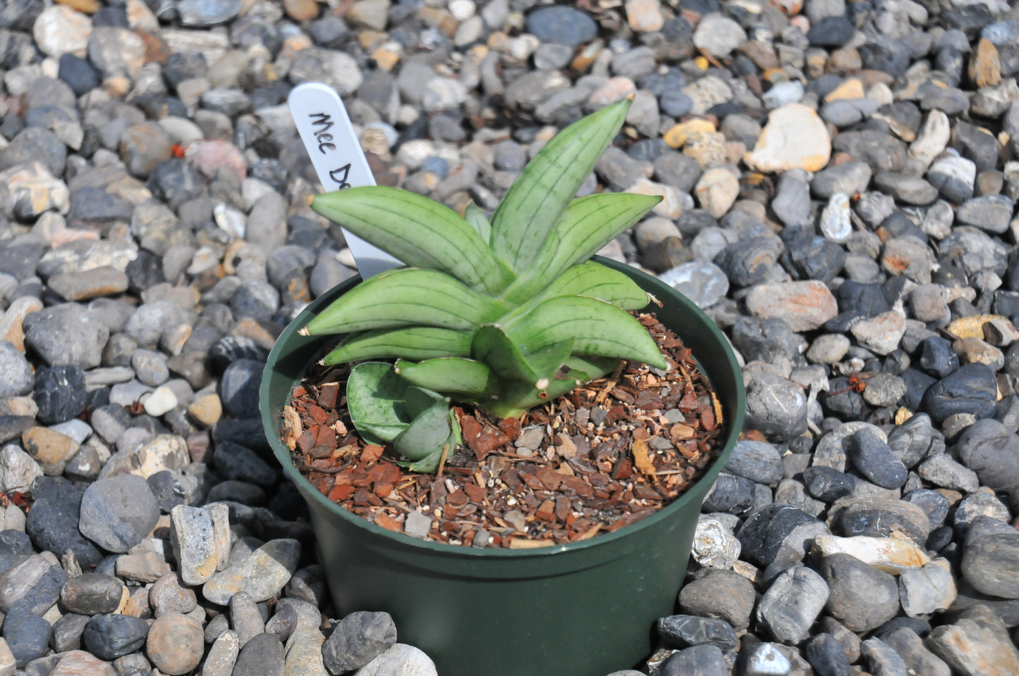Sansevieria Meedee