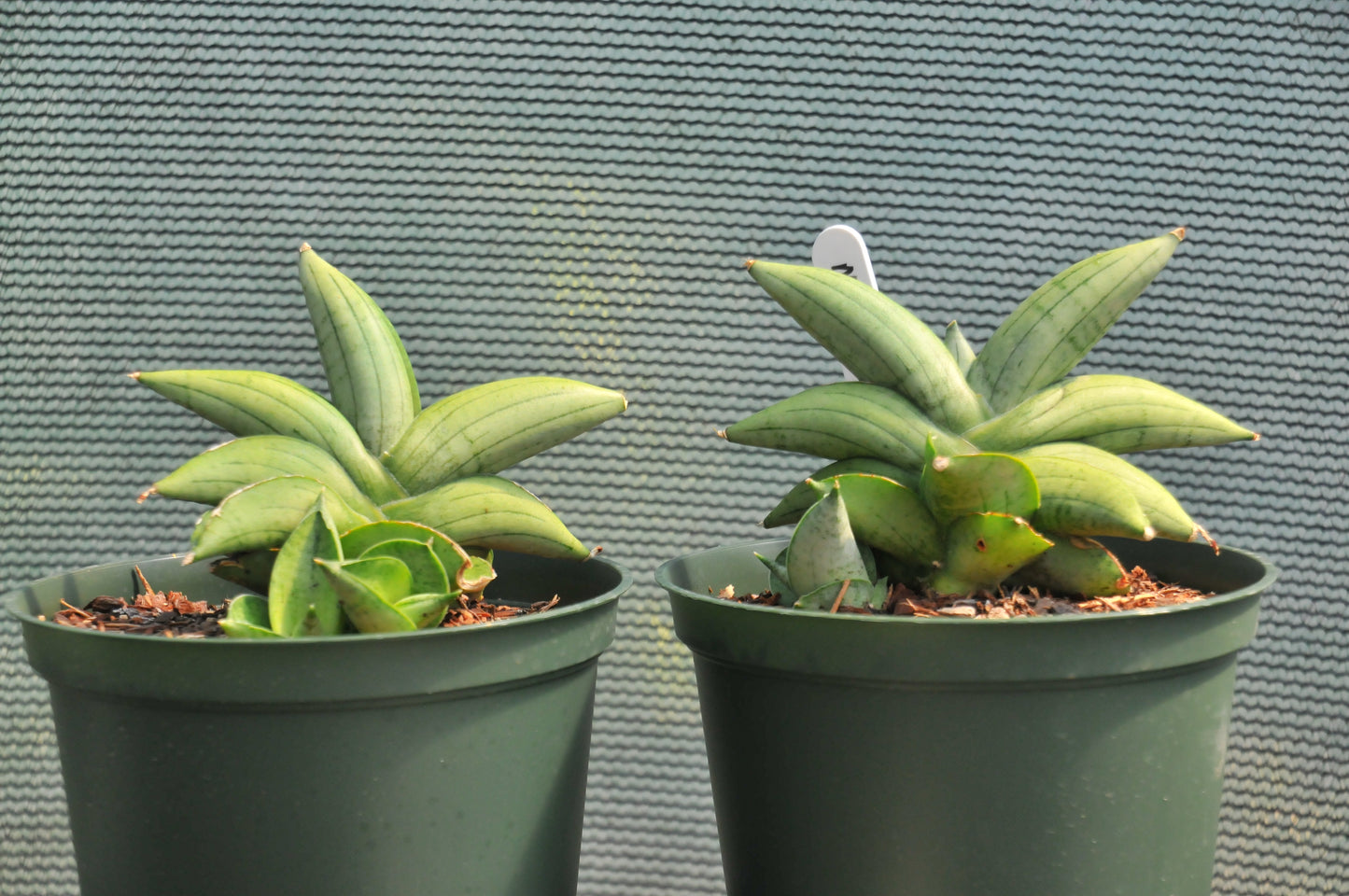 Sansevieria Meedee