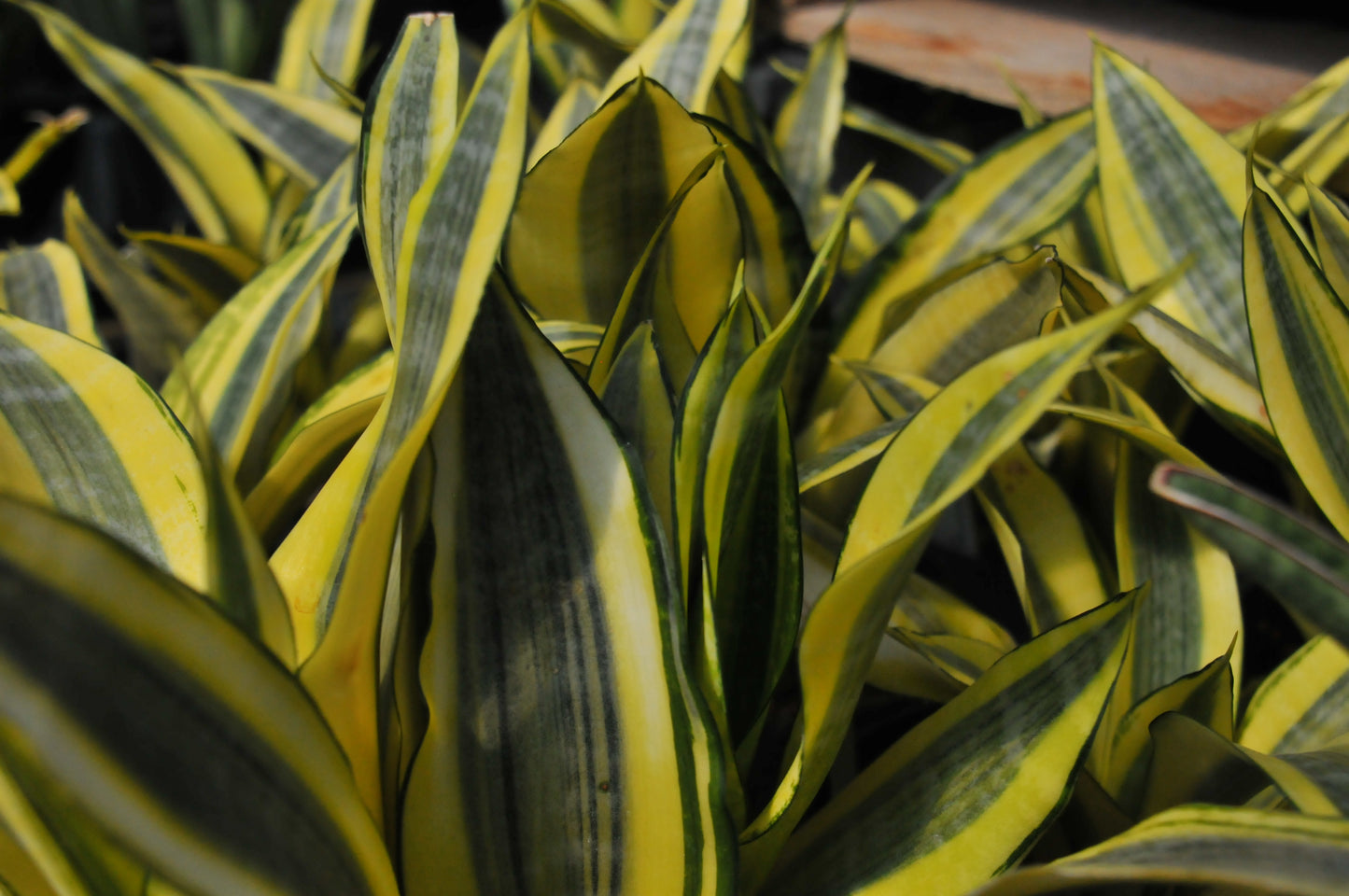 Sansevieria 'Gold dust'