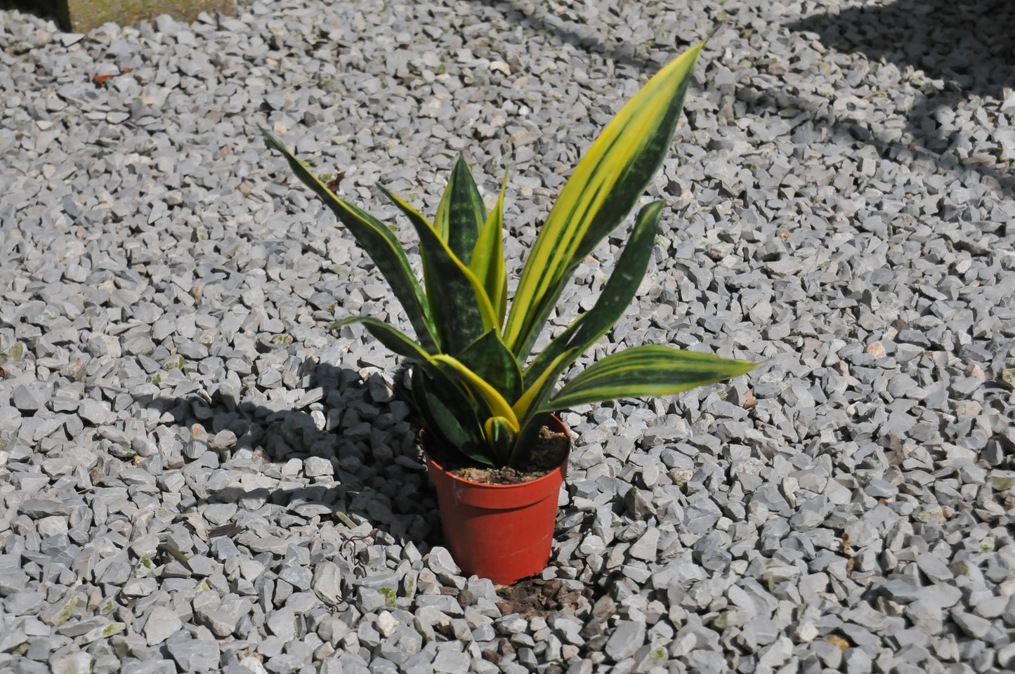 Sansevieria Golden Flame