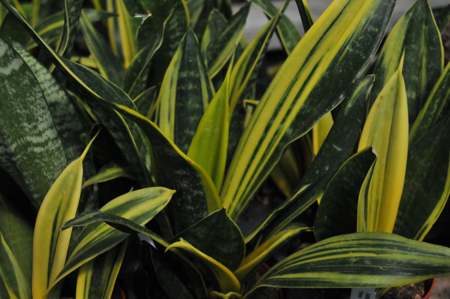 Sansevieria Golden Flame