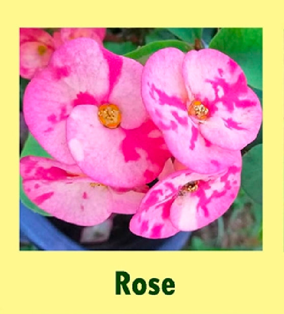 euphorbia millii rose