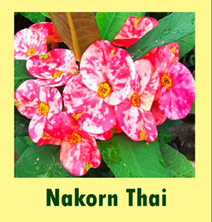 euphorbia millii nakorn thai
