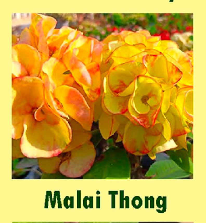 euphorbia millii malai thong