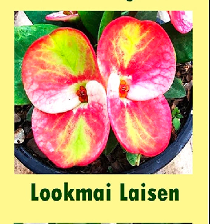euphorbia millii lookmai laisen