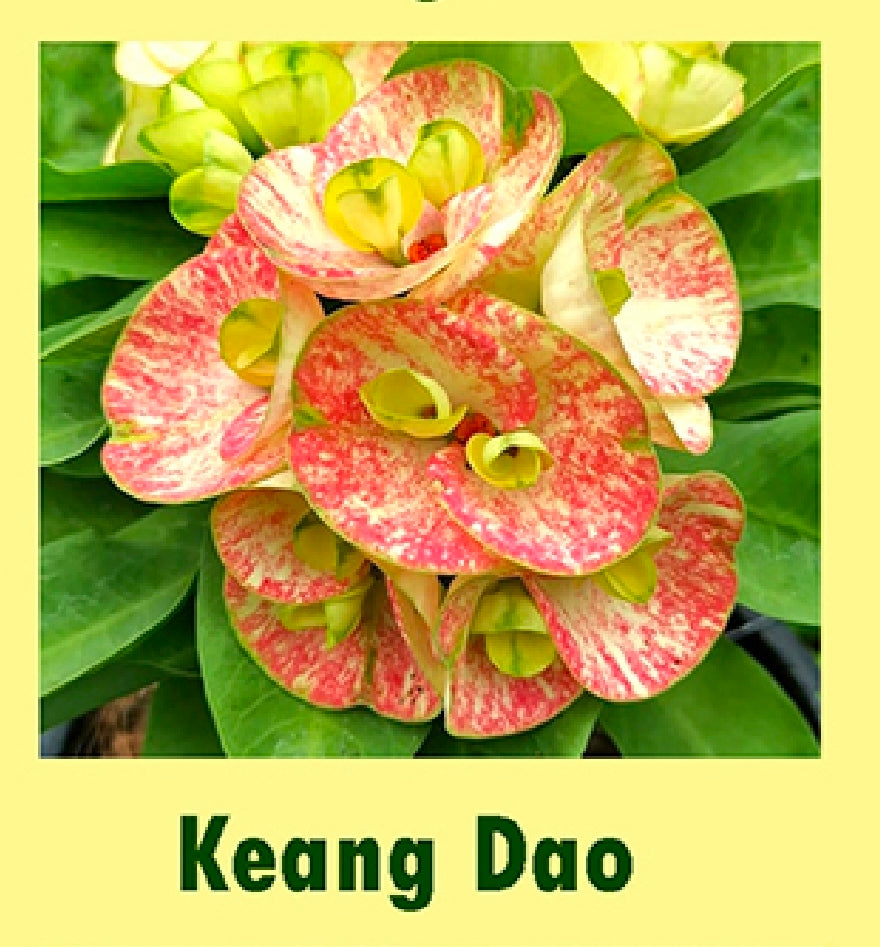 euphorbia millii keang dao