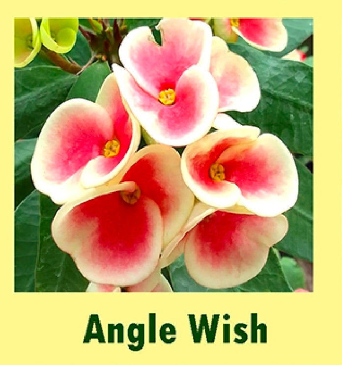 euphorbia millii angel wish