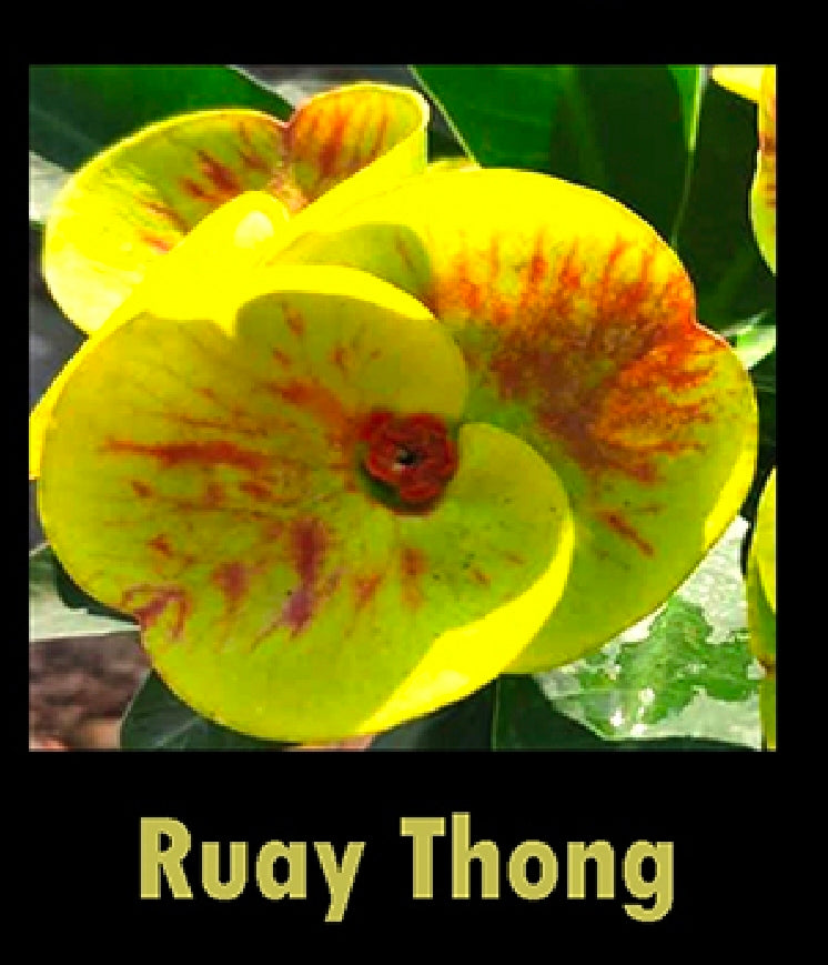 euphorbia millii ruay thong