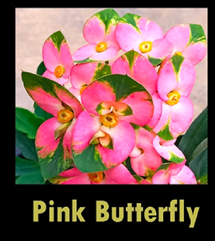 euphorbia millii pink butterfly