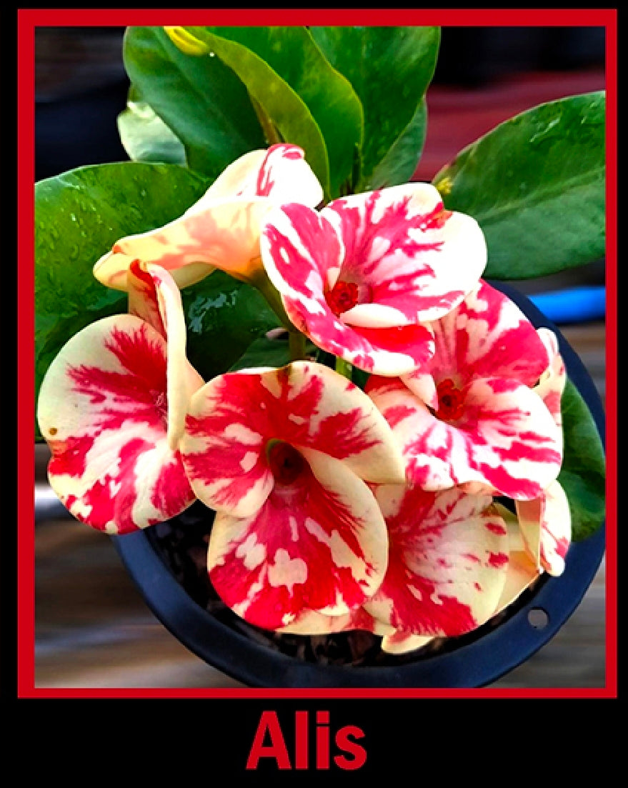 euphorbia millii alis
