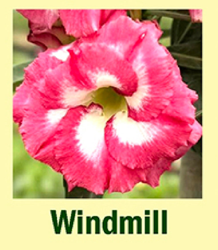 adenium windmill