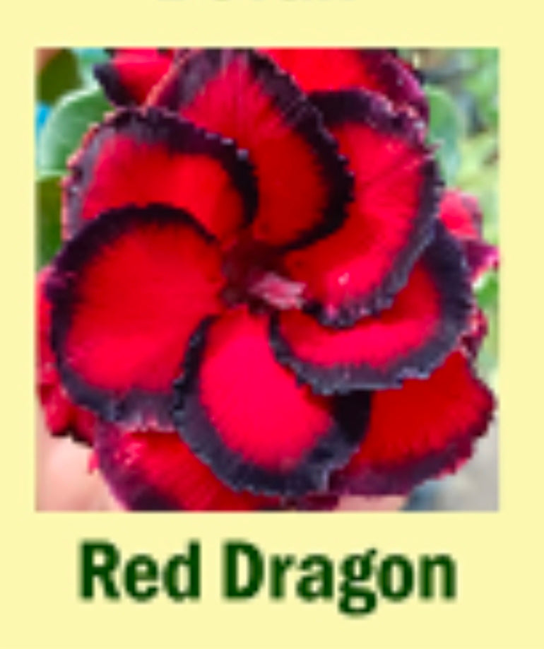 adenium red dragon