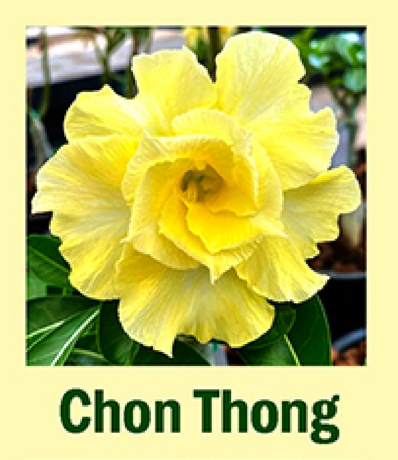adenium chan thong