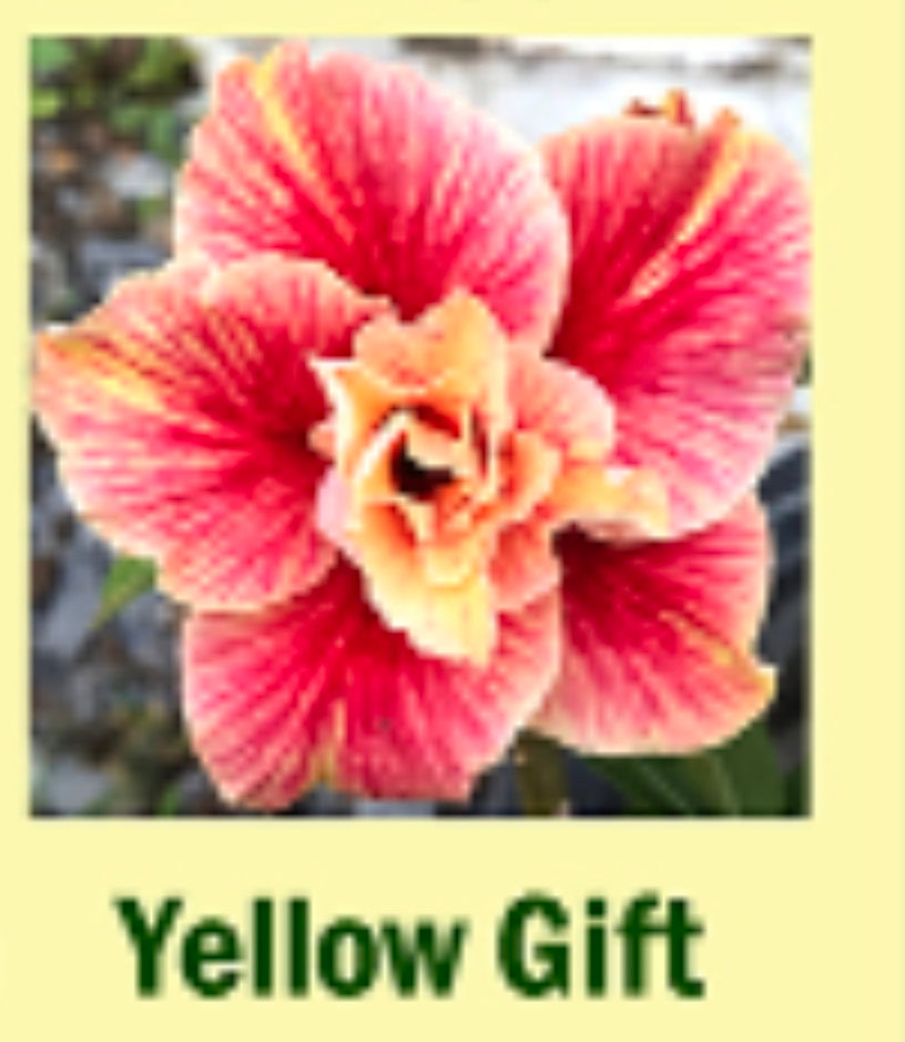 Adenium yellow gift