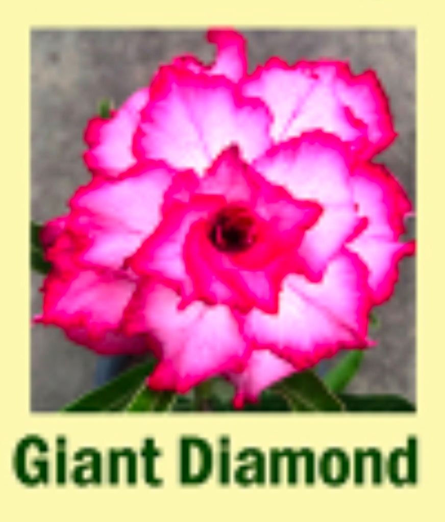 Adenium giant diamond