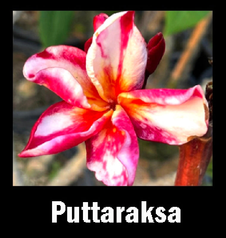 Plumeria puttaraksa