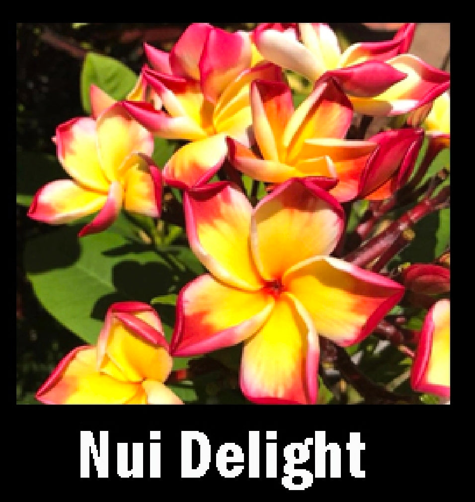 Plumeria nui delight