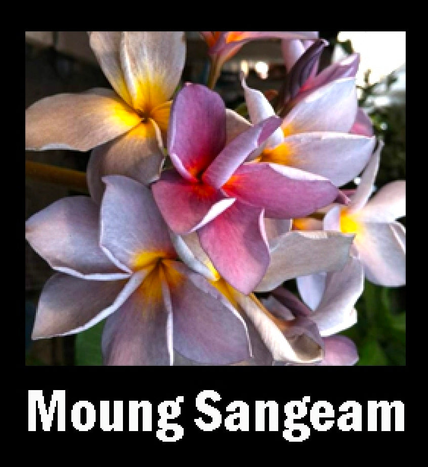 Plumeria moung sangeam