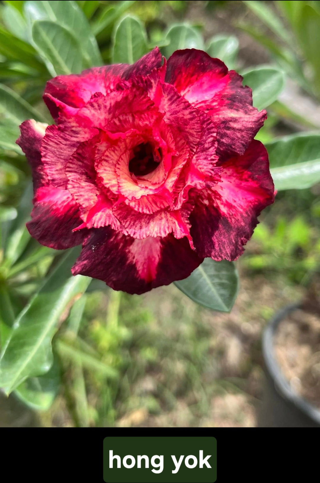 Adenium hong yok