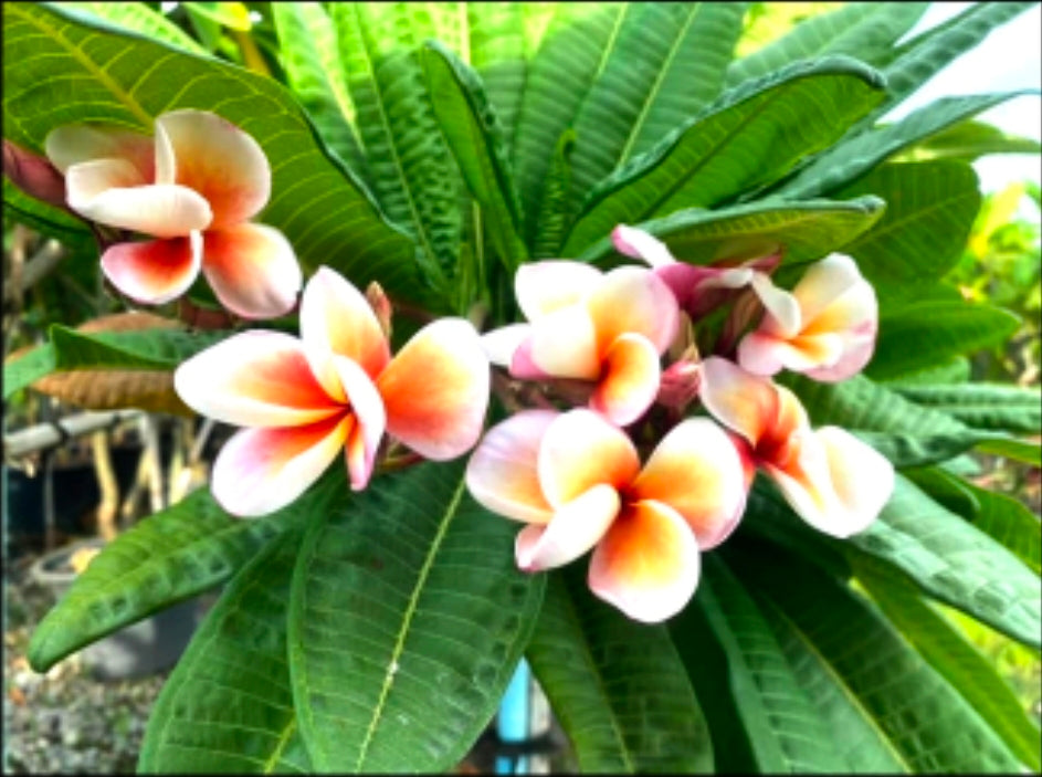 Plumeria dwarf doung suree