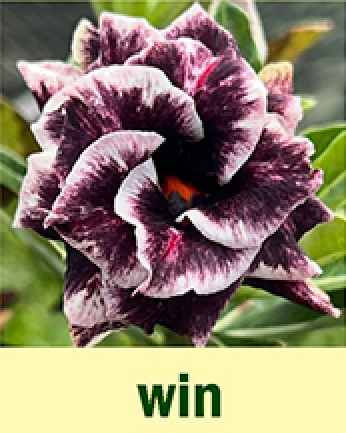 Adenium win