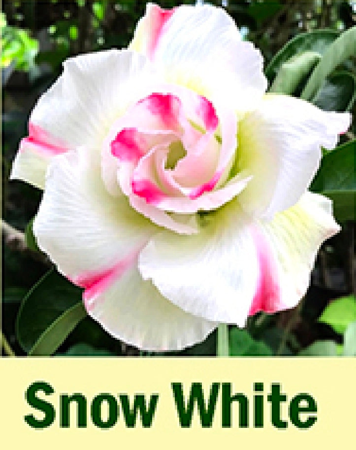 Adenium snow white