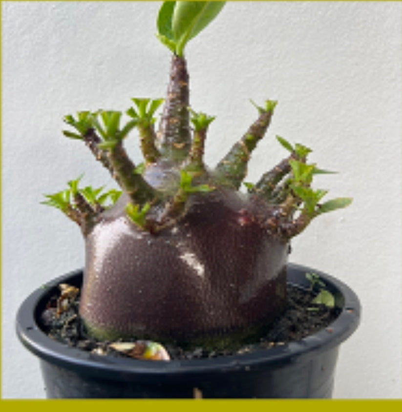 Adenium arabicum (black)