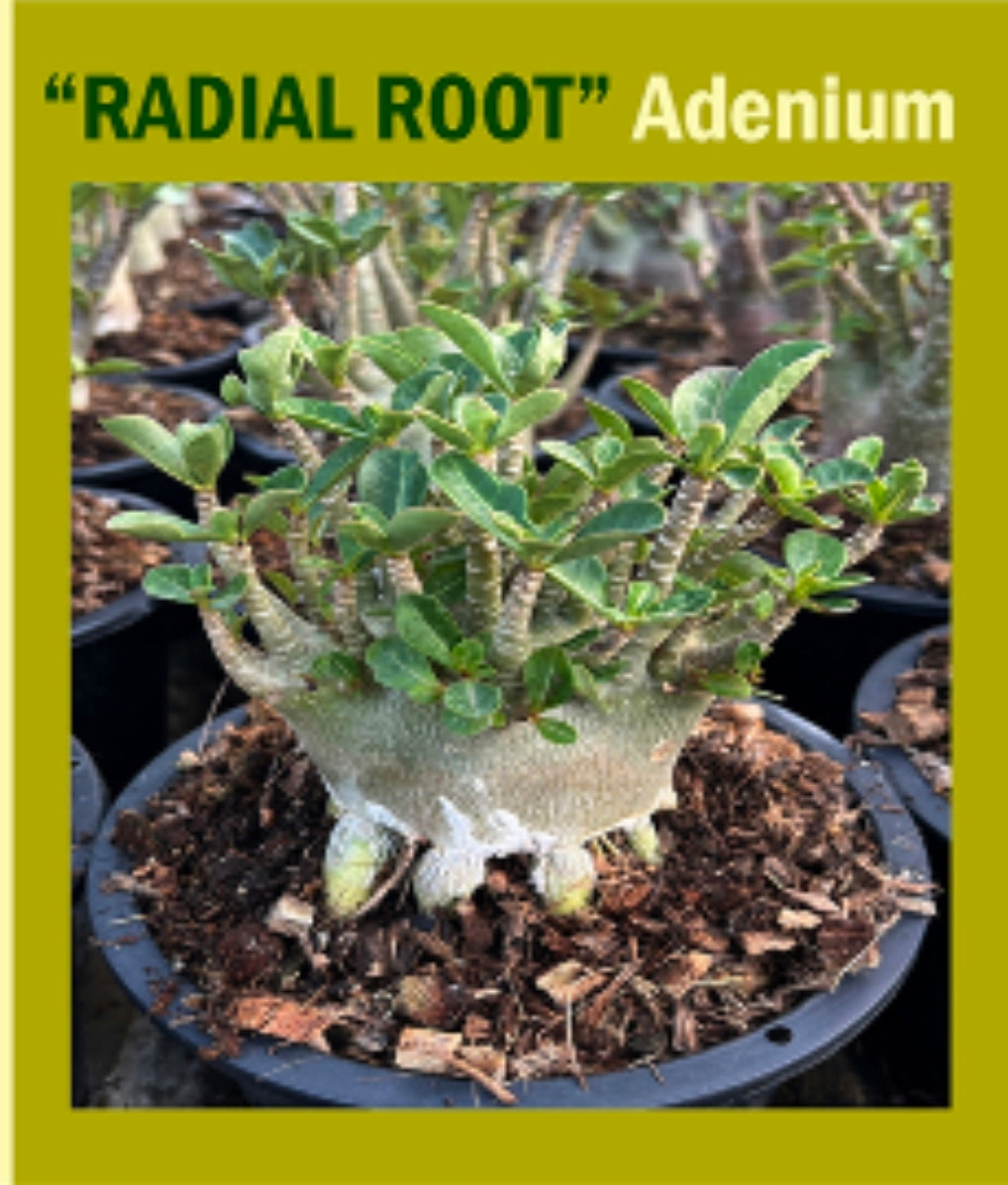 Adenium arabicum (radial roots)