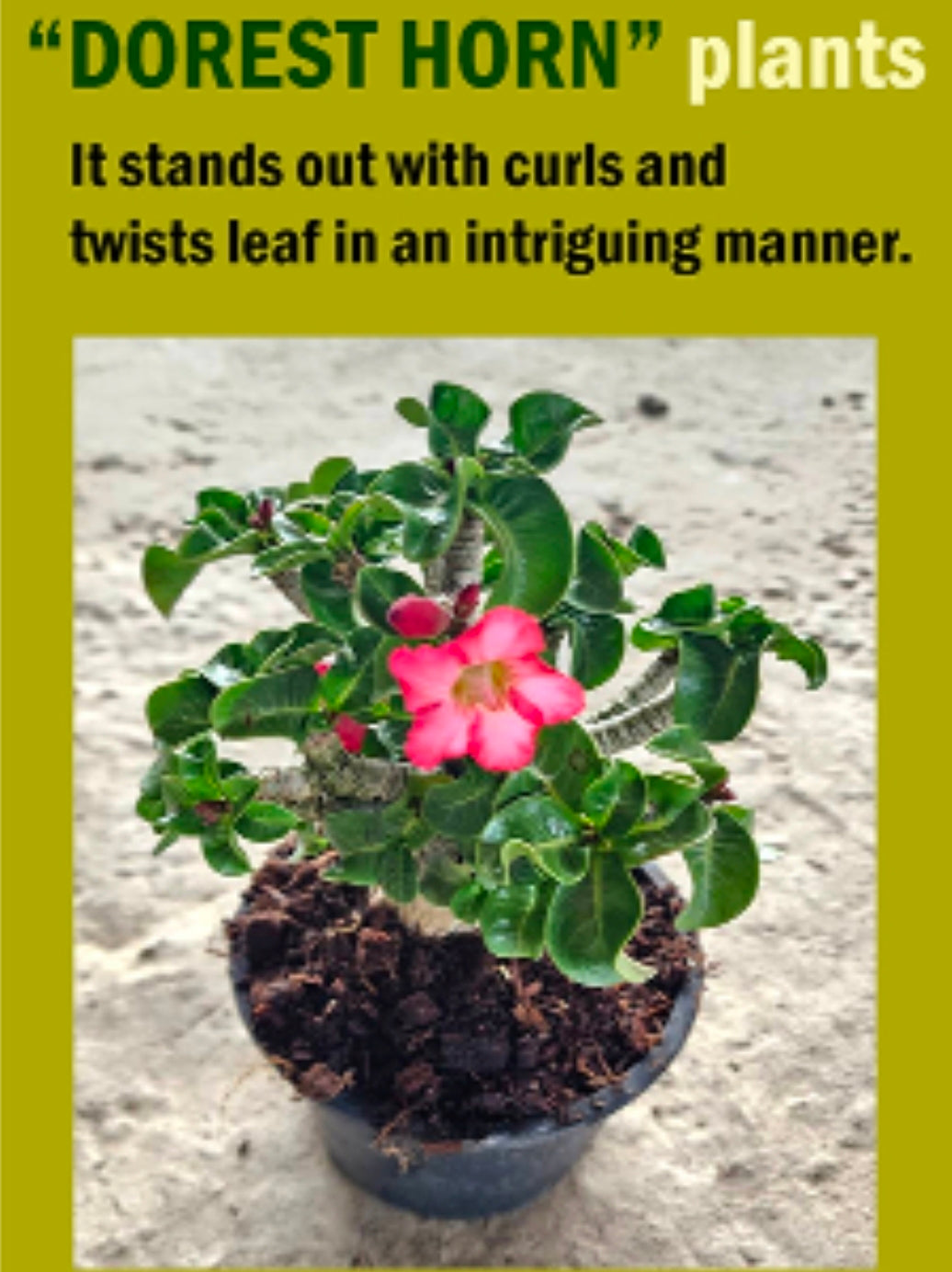 Adenium dorset horn