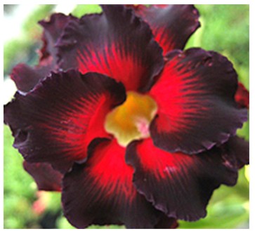 Adenium Black Border