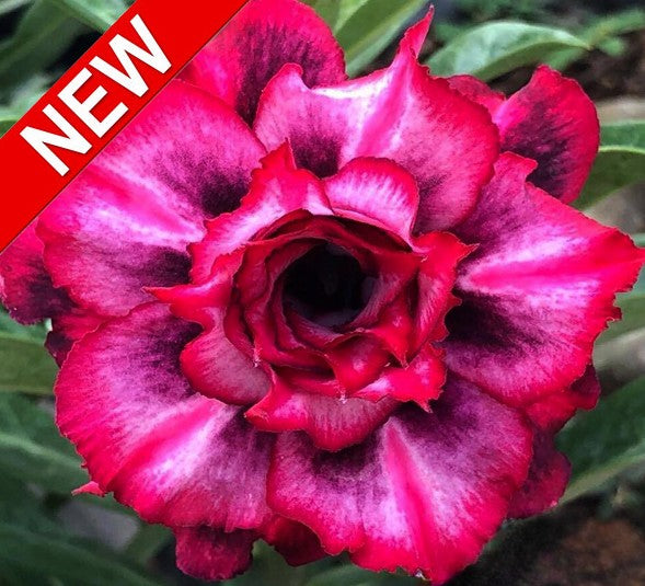adenium "manee nate"