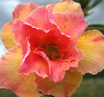 adenium "peach"