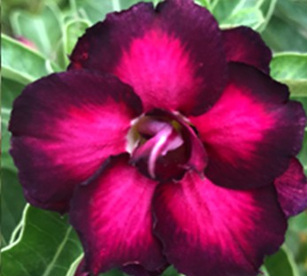 Adenium Purple Plum