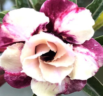 Adenium Purple Ruby