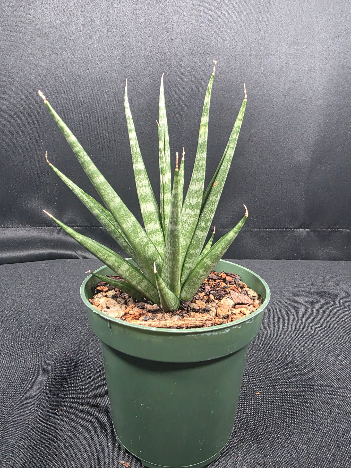 Sansevieria "Spikey"