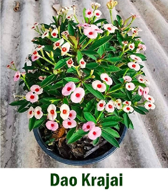 Euphorbia millii dwarf dao krajai