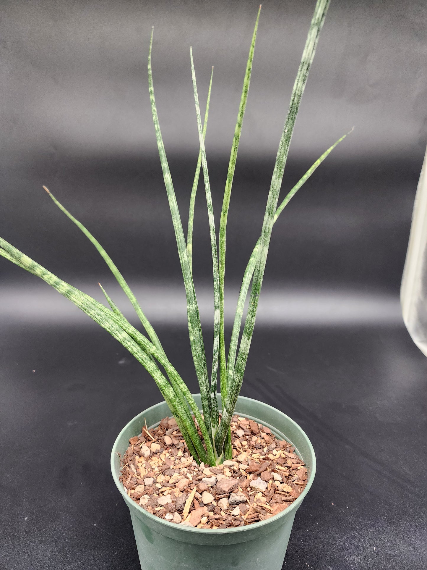 Sansevieria Fernwood