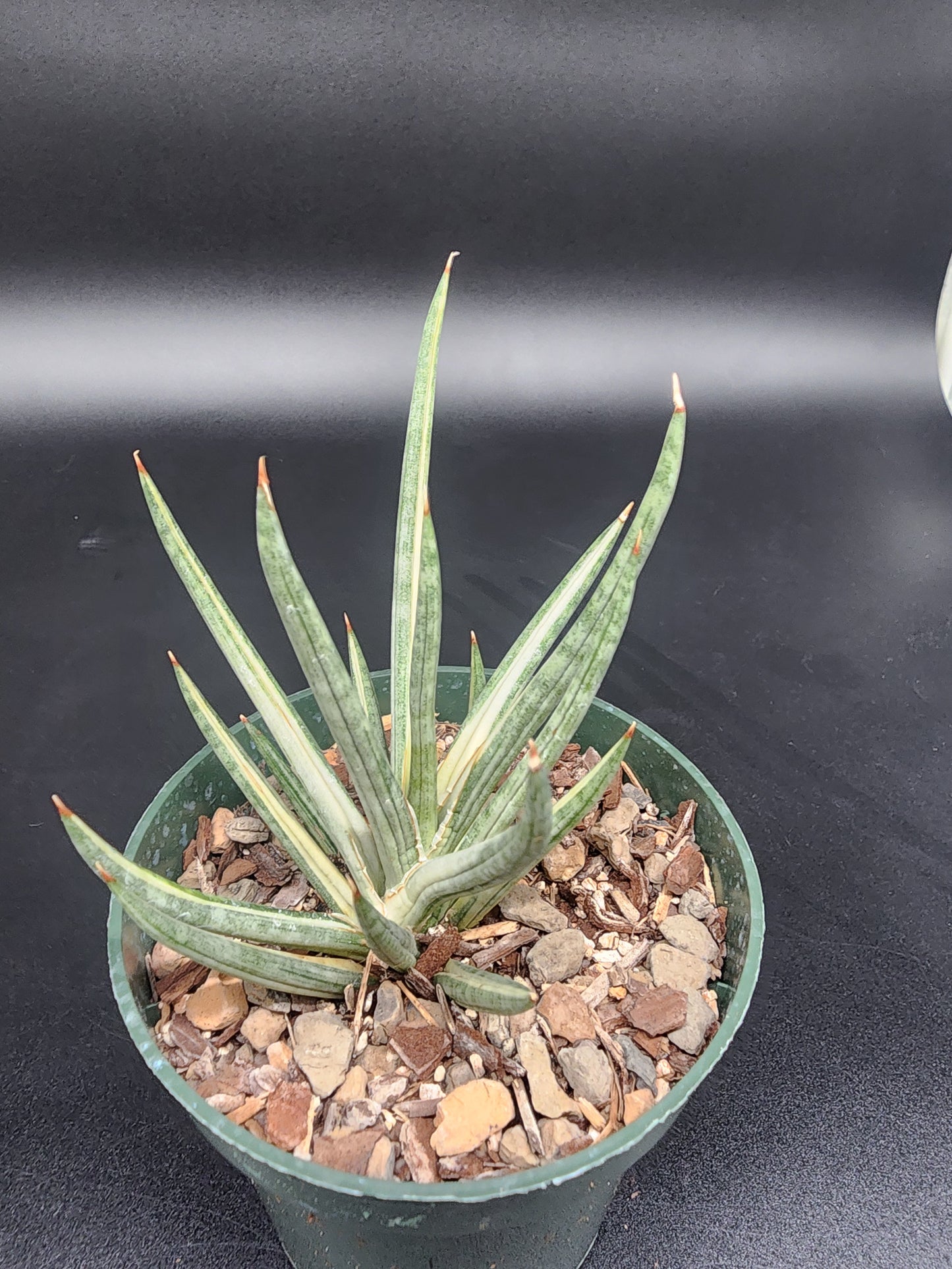 Sansevieria Francisii Variegated