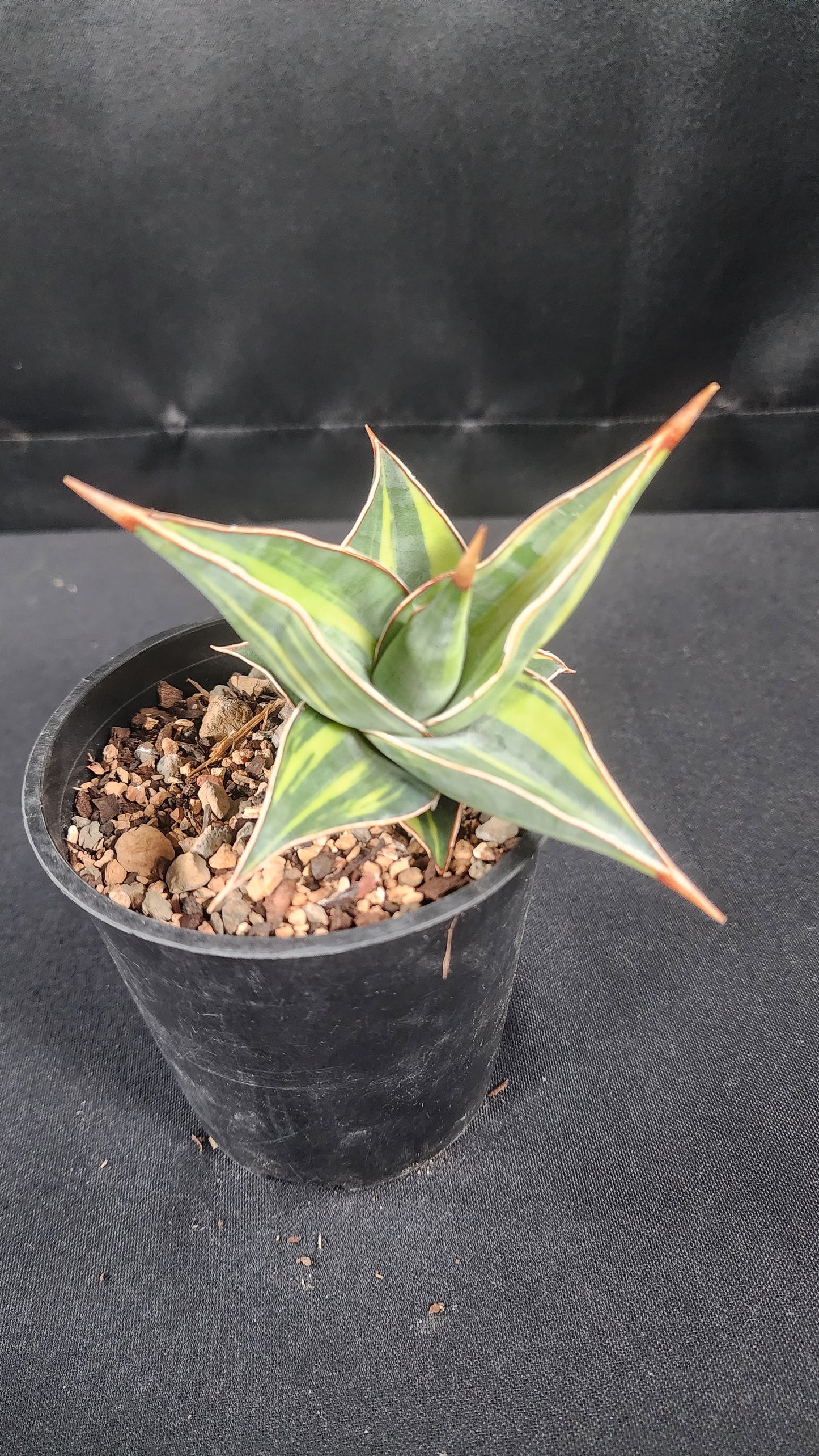 Sansevieria pinguicula variegated
