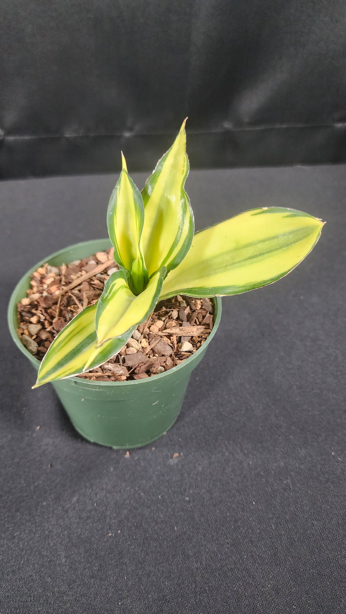 Sansevieria chelometa